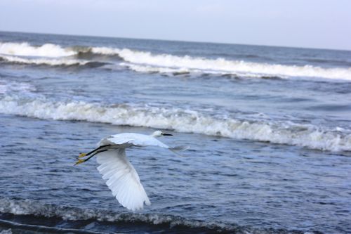 Fotografia de TATHAN NOVOA - Galeria Fotografica: AVES COSTERAS - Foto: 