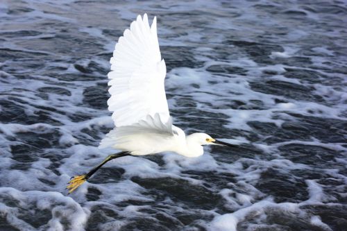 Fotografia de TATHAN NOVOA - Galeria Fotografica: AVES COSTERAS - Foto: 