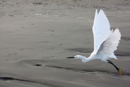 Fotografia de TATHAN NOVOA - Galeria Fotografica: AVES COSTERAS - Foto: 