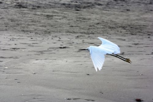 Fotografia de TATHAN NOVOA - Galeria Fotografica: AVES COSTERAS - Foto: 