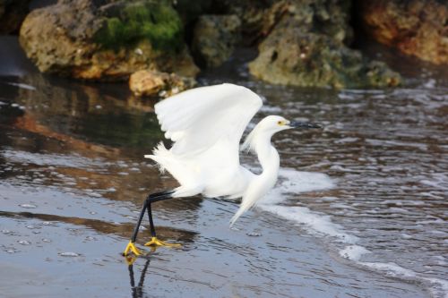 Fotografia de TATHAN NOVOA - Galeria Fotografica: AVES COSTERAS - Foto: 