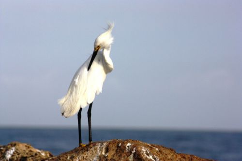 Fotografia de TATHAN NOVOA - Galeria Fotografica: AVES COSTERAS - Foto: 