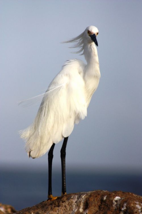 Fotografia de TATHAN NOVOA - Galeria Fotografica: AVES COSTERAS - Foto: 