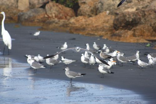 Fotografia de TATHAN NOVOA - Galeria Fotografica: AVES COSTERAS - Foto: 