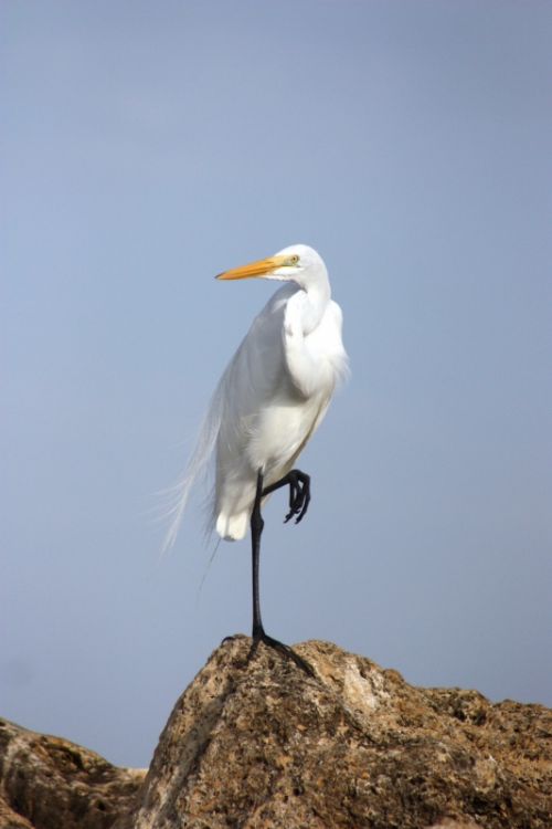 Fotografia de TATHAN NOVOA - Galeria Fotografica: AVES COSTERAS - Foto: 