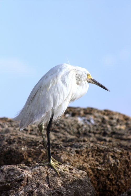 Fotografia de TATHAN NOVOA - Galeria Fotografica: AVES COSTERAS - Foto: 