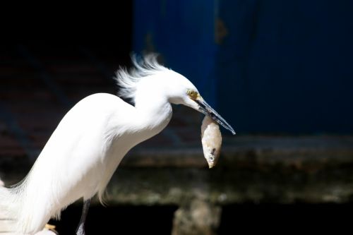 Fotografia de TATHAN NOVOA - Galeria Fotografica: AVES COSTERAS - Foto: 