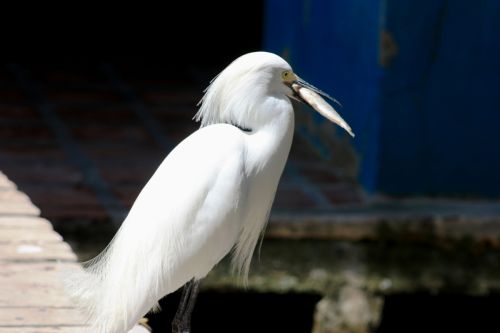 Fotografia de TATHAN NOVOA - Galeria Fotografica: AVES COSTERAS - Foto: 