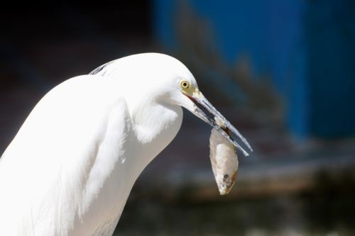 Fotografia de TATHAN NOVOA - Galeria Fotografica: AVES COSTERAS - Foto: 
