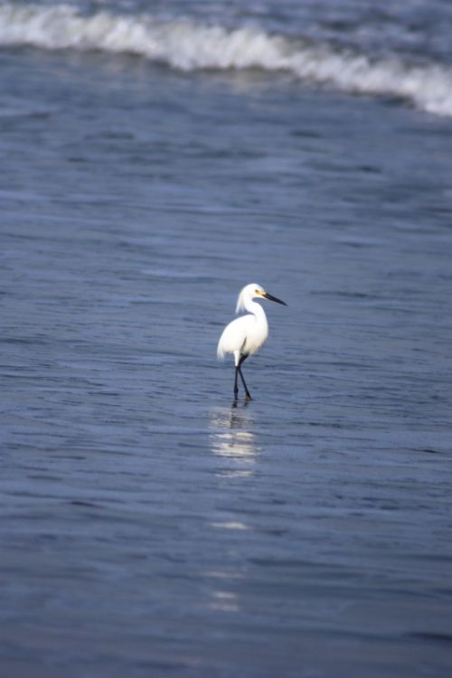 Fotografia de TATHAN NOVOA - Galeria Fotografica: AVES COSTERAS - Foto: 