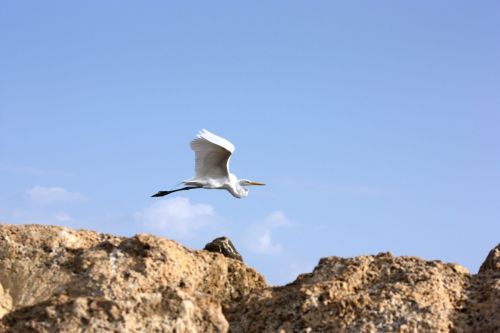 Fotografia de TATHAN NOVOA - Galeria Fotografica: AVES COSTERAS - Foto: 