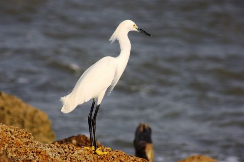 Fotografia de TATHAN NOVOA - Galeria Fotografica: AVES COSTERAS - Foto: 
