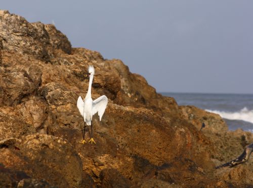 Fotografia de TATHAN NOVOA - Galeria Fotografica: AVES COSTERAS - Foto: 