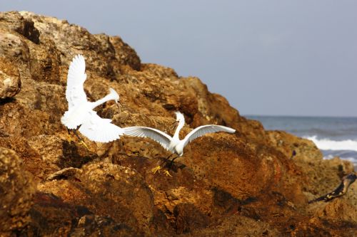 Fotografia de TATHAN NOVOA - Galeria Fotografica: AVES COSTERAS - Foto: 