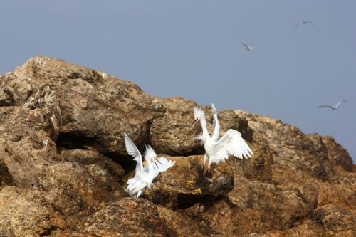 Fotografia de TATHAN NOVOA - Galeria Fotografica: AVES COSTERAS - Foto: 