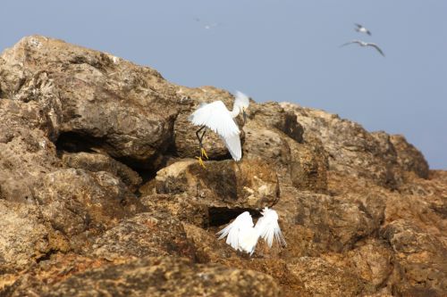 Fotografia de TATHAN NOVOA - Galeria Fotografica: AVES COSTERAS - Foto: 