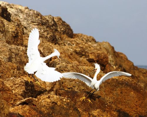 Fotografia de TATHAN NOVOA - Galeria Fotografica: AVES COSTERAS - Foto: 