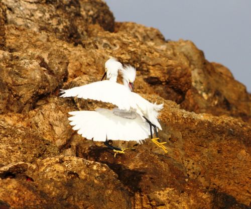 Fotografia de TATHAN NOVOA - Galeria Fotografica: AVES COSTERAS - Foto: 