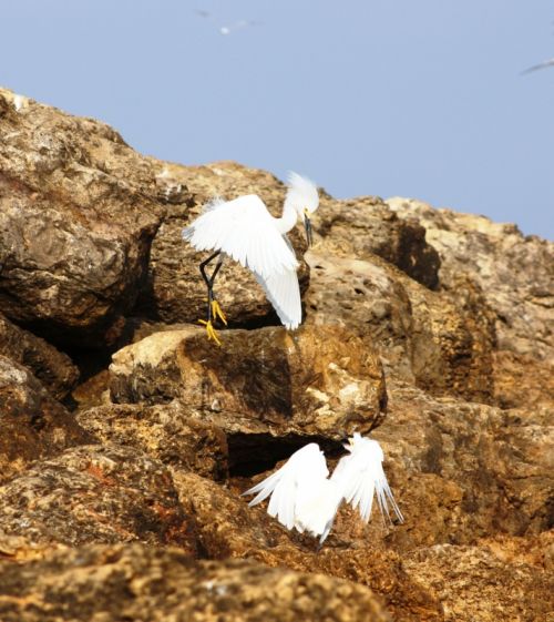 Fotografia de TATHAN NOVOA - Galeria Fotografica: AVES COSTERAS - Foto: 