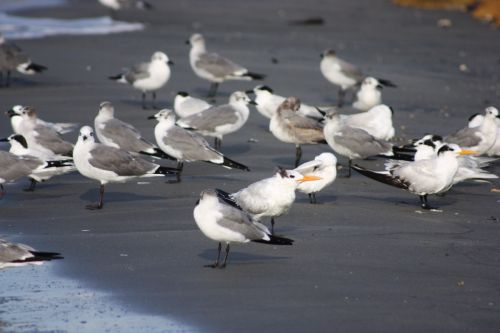 Fotografia de TATHAN NOVOA - Galeria Fotografica: AVES COSTERAS - Foto: 