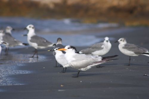 Fotografia de TATHAN NOVOA - Galeria Fotografica: AVES COSTERAS - Foto: 