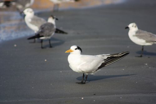 Fotografia de TATHAN NOVOA - Galeria Fotografica: AVES COSTERAS - Foto: 