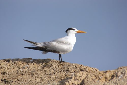 Fotografia de TATHAN NOVOA - Galeria Fotografica: AVES COSTERAS - Foto: 
