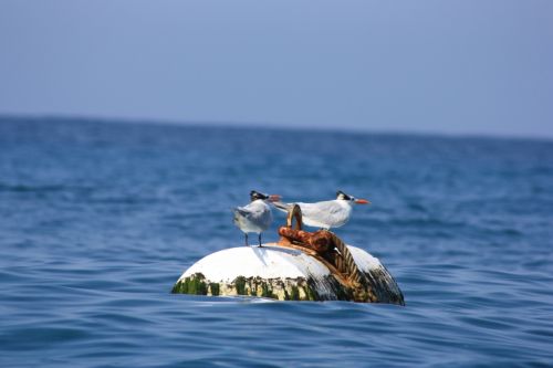 Fotografia de TATHAN NOVOA - Galeria Fotografica: AVES COSTERAS - Foto: 