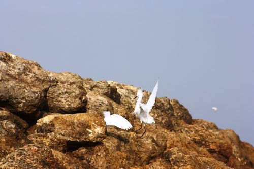 Fotografia de TATHAN NOVOA - Galeria Fotografica: AVES COSTERAS - Foto: 