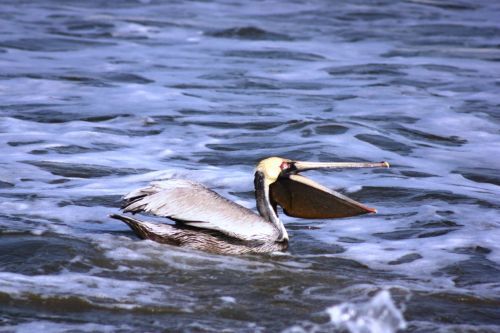 Fotografia de TATHAN NOVOA - Galeria Fotografica: AVES COSTERAS - Foto: 