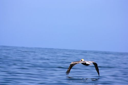 Fotografia de TATHAN NOVOA - Galeria Fotografica: AVES COSTERAS - Foto: 