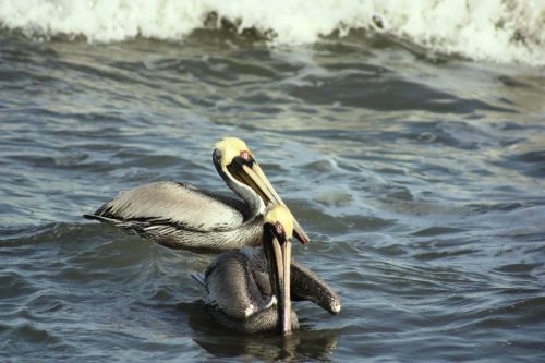 Fotografia de TATHAN NOVOA - Galeria Fotografica: AVES COSTERAS - Foto: 