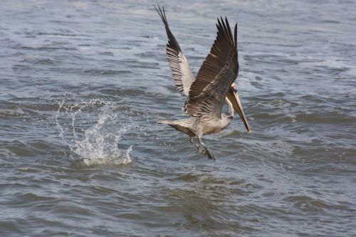 Fotografia de TATHAN NOVOA - Galeria Fotografica: AVES COSTERAS - Foto: 