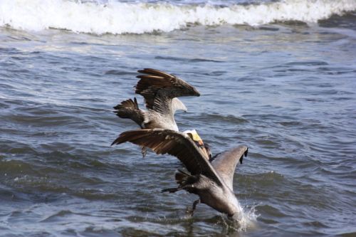 Fotografia de TATHAN NOVOA - Galeria Fotografica: AVES COSTERAS - Foto: 