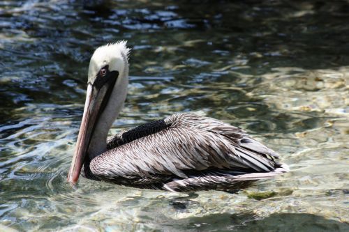 Fotografia de TATHAN NOVOA - Galeria Fotografica: AVES COSTERAS - Foto: 