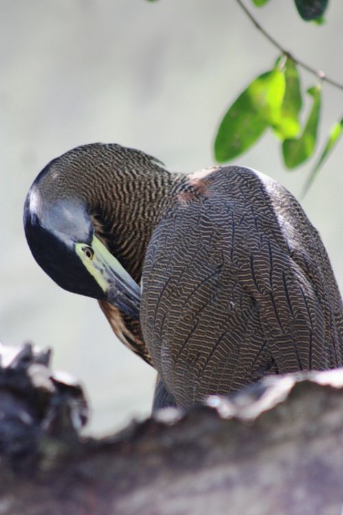 Fotografia de TATHAN NOVOA - Galeria Fotografica: AVES COSTERAS - Foto: 