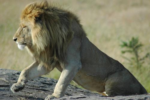 Fotografia de rodas - Galeria Fotografica: AFRICA - Foto: REY DE LA SABANA