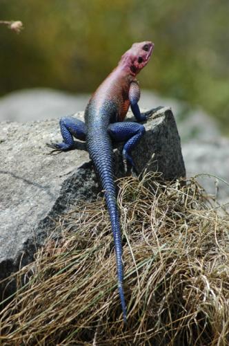 Fotografia de rodas - Galeria Fotografica: AFRICA - Foto: LAGARTO DEL SERENGETI