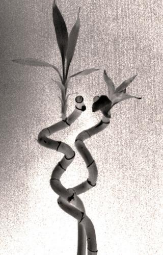 Fotografia de fedello - Galeria Fotografica: Dunas de corrubedo - Foto: Bamb