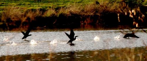 Fotografia de arteRVG - Galeria Fotografica: mi tierra - Foto: chapoteando