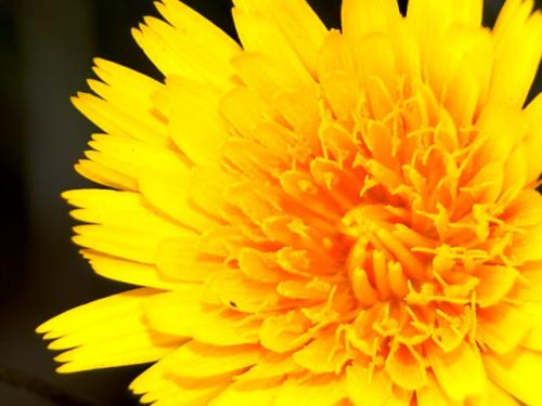 Fotografia de arteRVG - Galeria Fotografica: mi tierra - Foto: flor