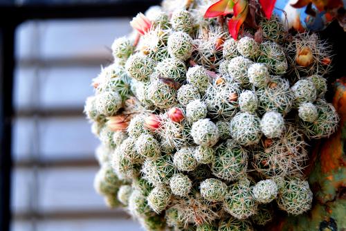 Fotografia de arteRVG - Galeria Fotografica: mi tierra - Foto: cactus