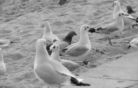 Fotografia de David - Galeria Fotografica: Blanes - Foto: 