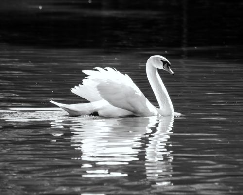 Fotografia de gatunota - Galeria Fotografica: b/n - Foto: 