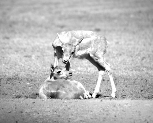 Fotografia de gatunota - Galeria Fotografica: b/n - Foto: 