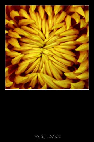 Fotografia de Yez - Galeria Fotografica: Natura viva e morta - Foto: Fauces naturales