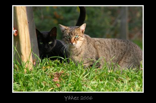 Fotografia de Yez - Galeria Fotografica: Natura viva e morta - Foto: Vigilantes