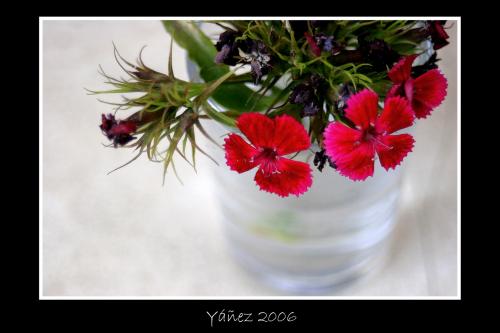 Fotografia de Yez - Galeria Fotografica: Natura viva e morta - Foto: Natura morta