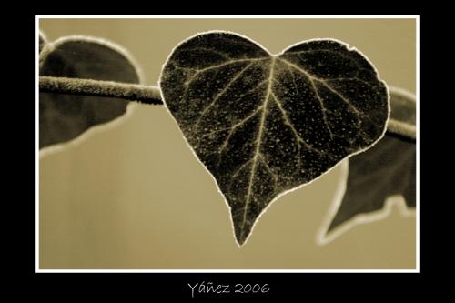 Fotografia de Yez - Galeria Fotografica: Natura viva e morta - Foto: Amor fro