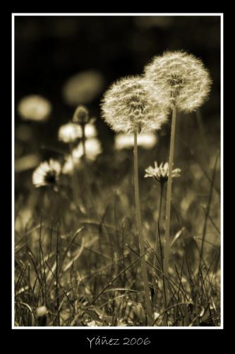 Fotografia de Yez - Galeria Fotografica: Natura viva e morta - Foto: Pequeo paraiso